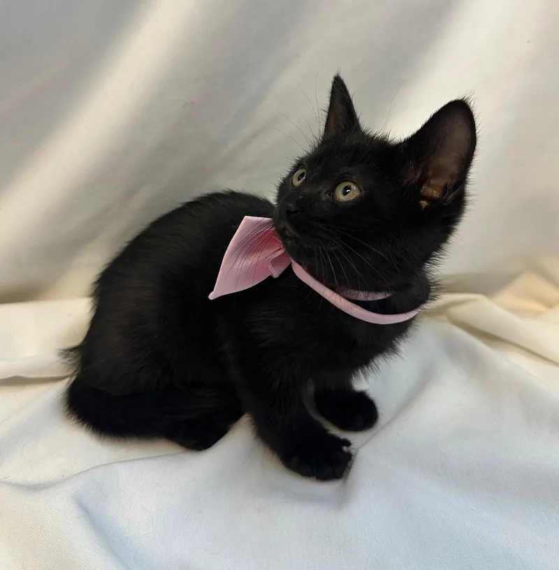 Cranberry thumbnail 3