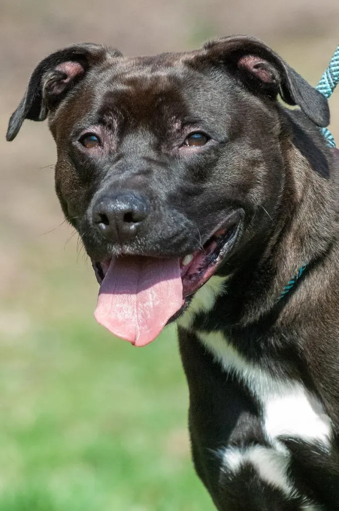 Puckfinley thumbnail 3