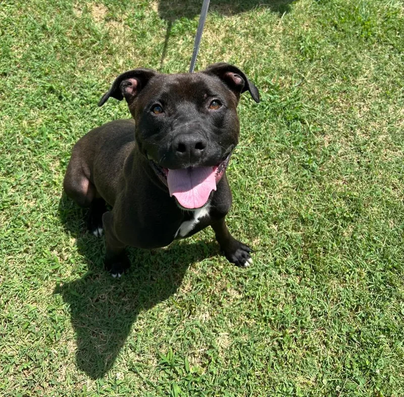 Puckfinley thumbnail 4