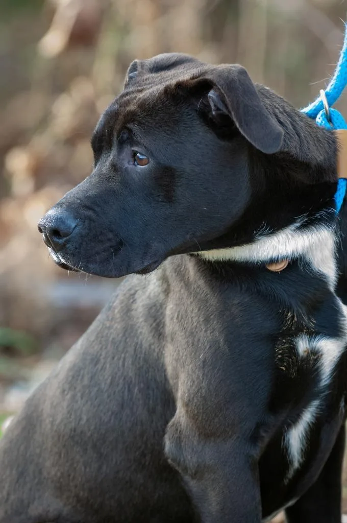 Puckfinley thumbnail 6