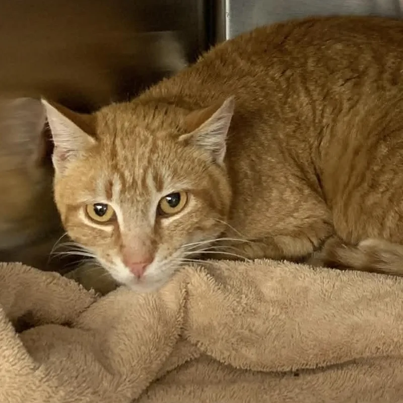 A young medium-sized male Orange / Red Tabby cat named Flash for adoption in Wyandotte, MI
