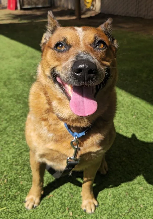 An adult medium-sized female Australian Cattle Dog / Blue Heeler dog named Lucy for adoption in Escondido, CA