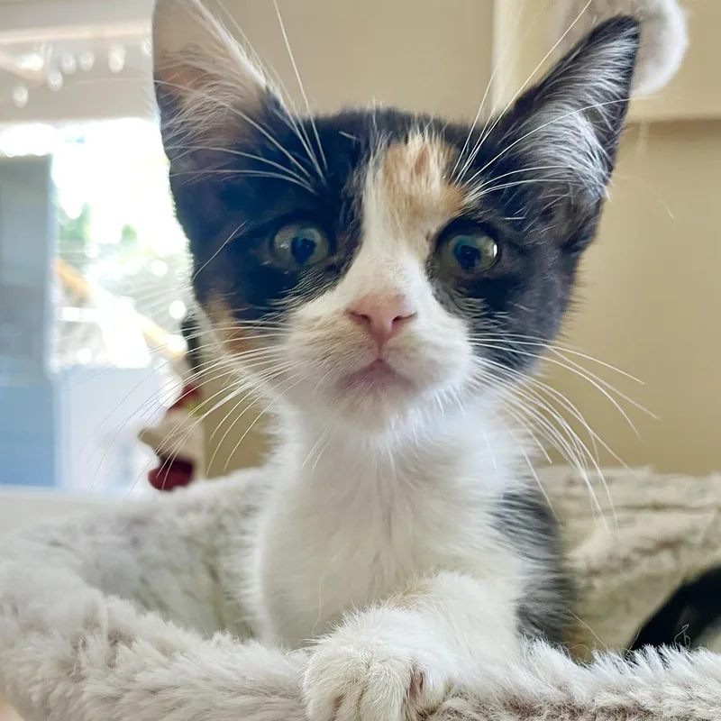 A baby small-sized female Calico Domestic Short Hair cat named Amethyst for adoption in Orange, CA