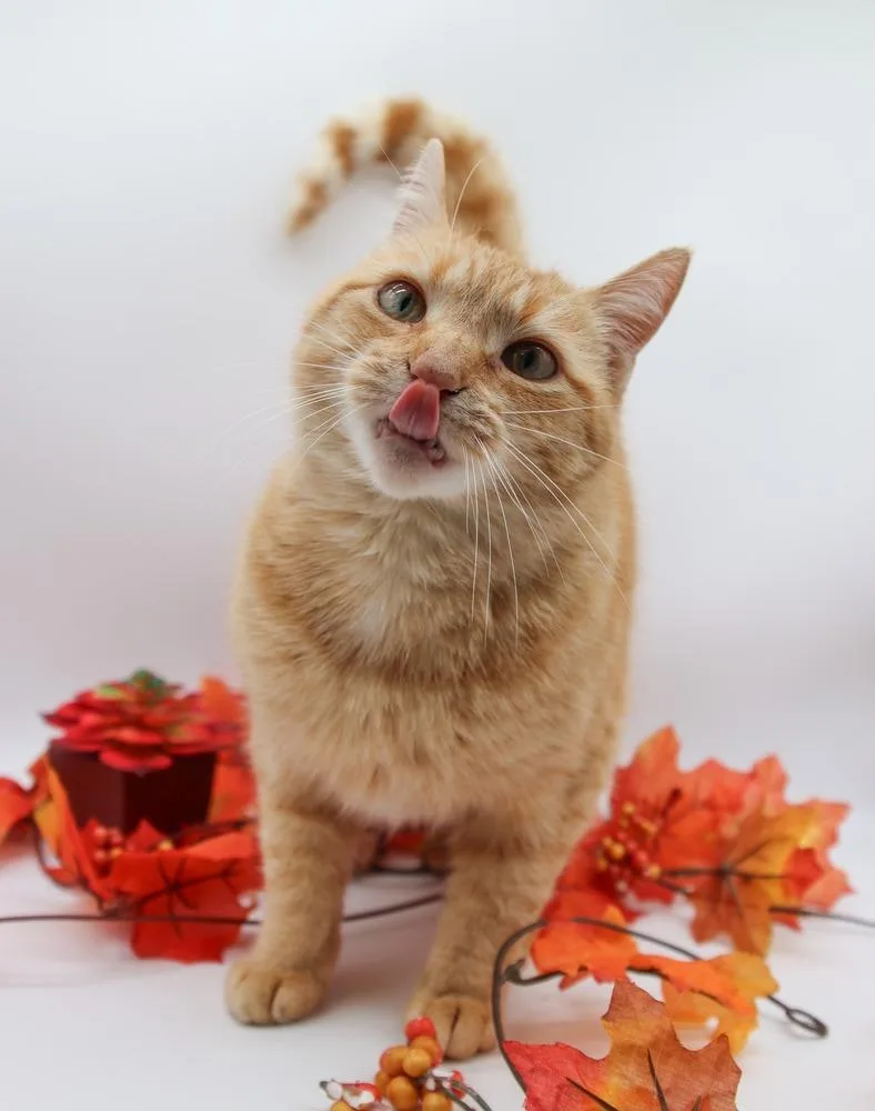 An adult small-sized female Tabby (Orange / Red) Domestic Short Hair cat named Brooks V for adoption in Muskegon, MI
