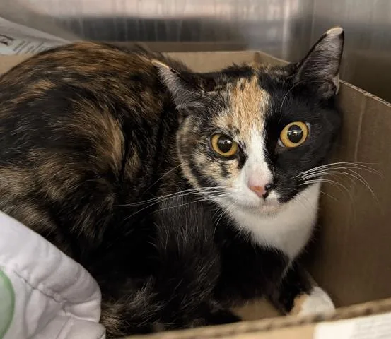 A young medium-sized female Domestic Short Hair cat named Luna for adoption in Los Angeles, CA