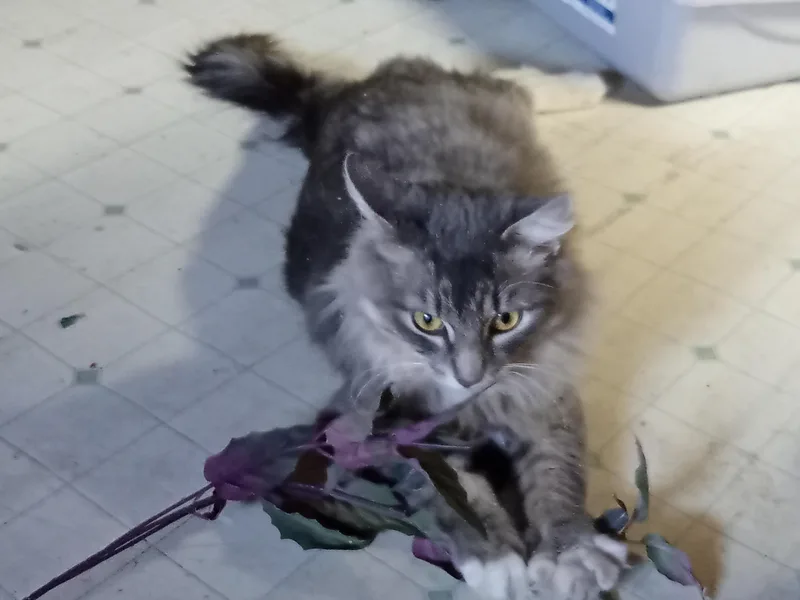 A young medium-sized female Smoke Domestic Medium Hair cat named Sweetie for adoption in Southbury, CT