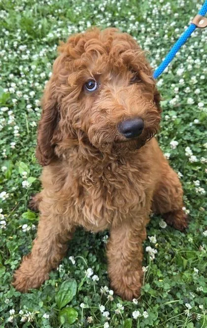 A baby large-sized male Golden Retriever dog named Bert for adoption in Kinzers , PA