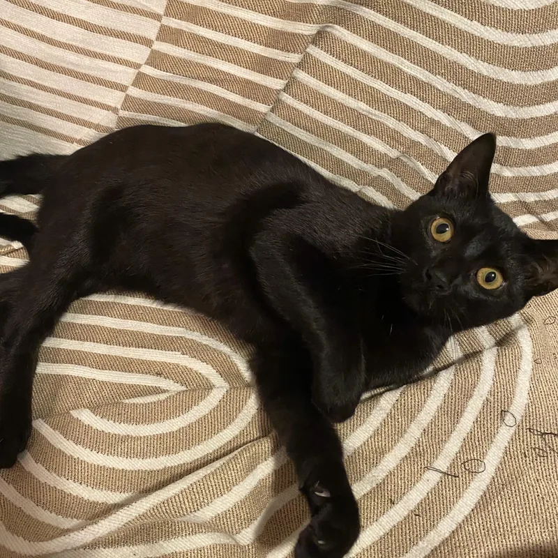 A young small-sized male Black Domestic Short Hair cat named Archie for adoption in Bayonne, NJ