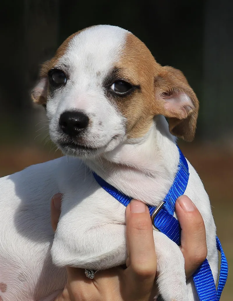 A young small-sized male Chihuahua dog named Monkey for adoption in North Fort Myers, FL