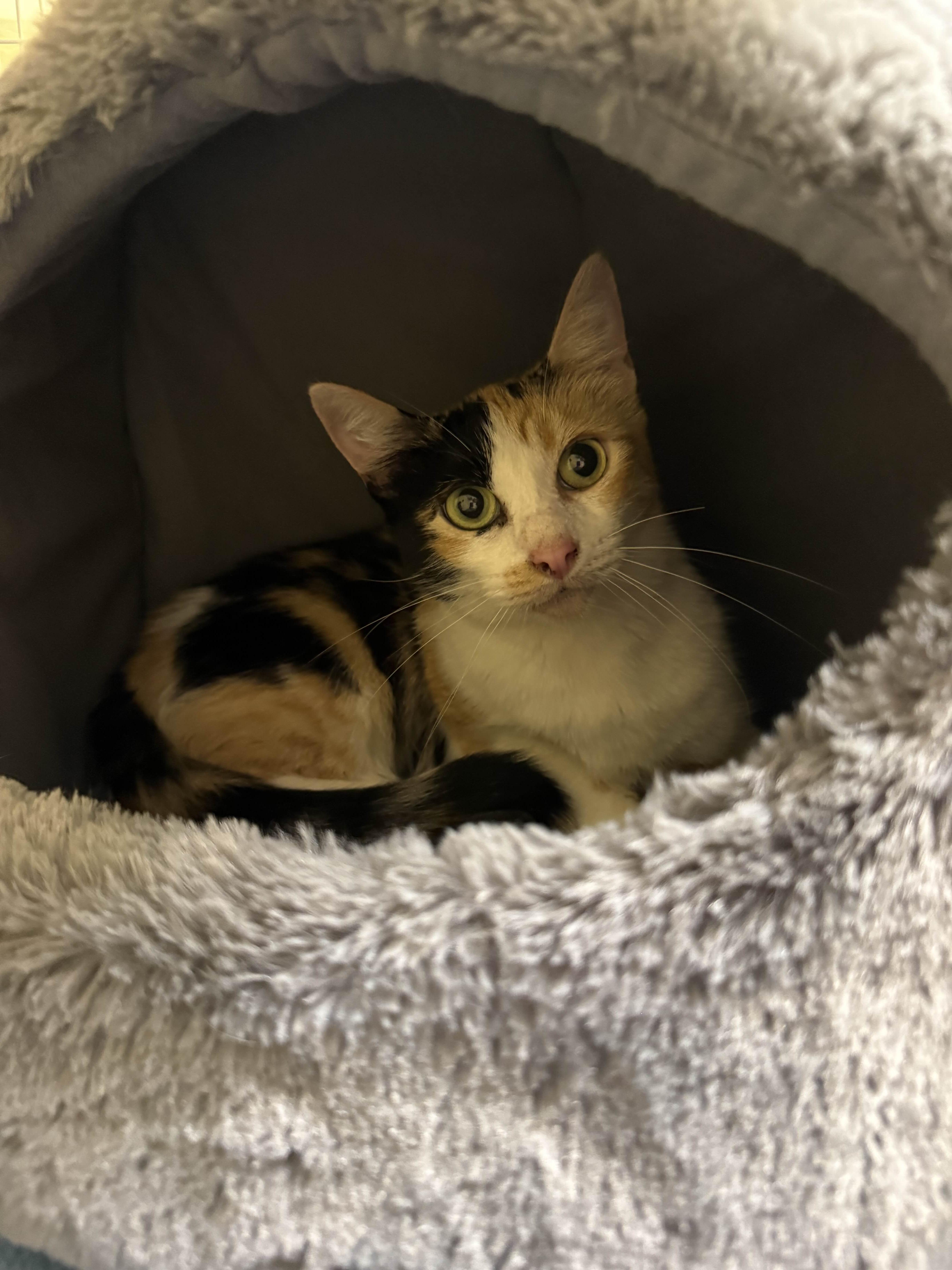 Goldilocks thumbnail 2