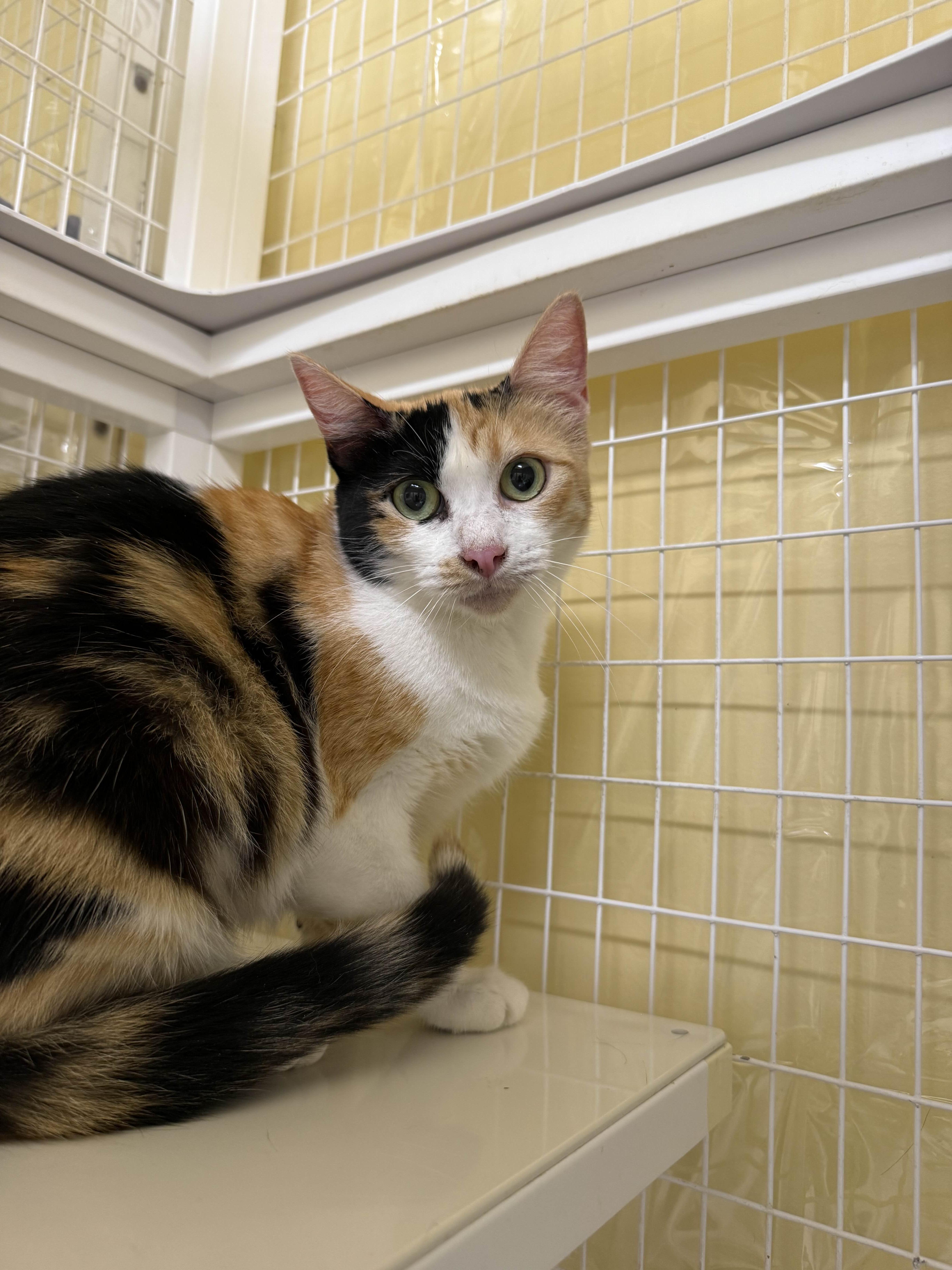 Goldilocks thumbnail 4