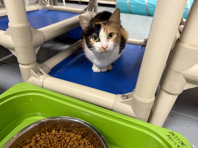 Goldilocks thumbnail 5