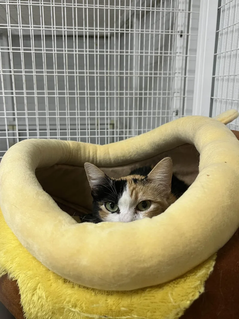 Goldilocks thumbnail 6