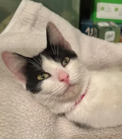 A young medium-sized female Domestic Short Hair cat named Alvie Lee for adoption in Charleston, WV