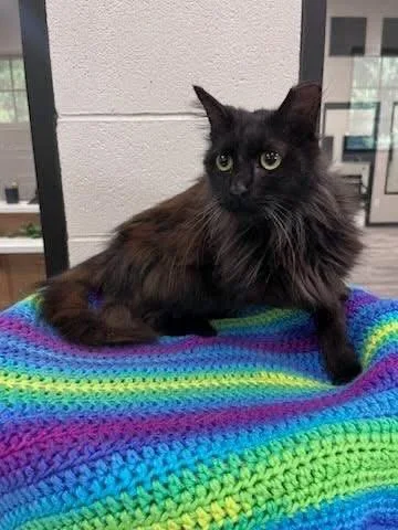 A young large-sized female Domestic Short Hair cat named Delilah for adoption in Dalton, GA
