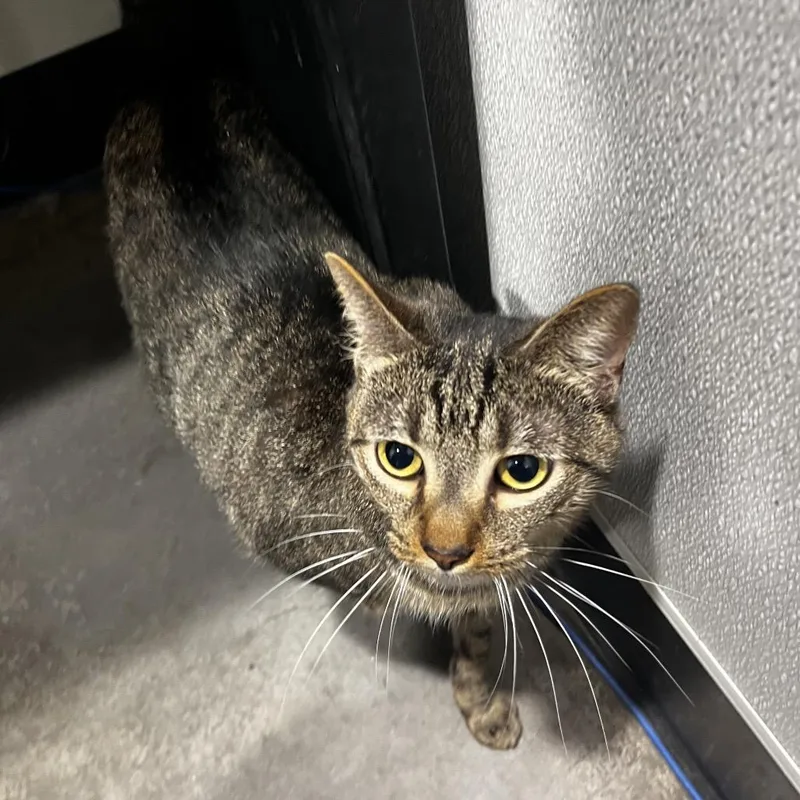 An adult large-sized female Brown / Chocolate Domestic Short Hair cat named Kelly for adoption in Clearwater, FL
