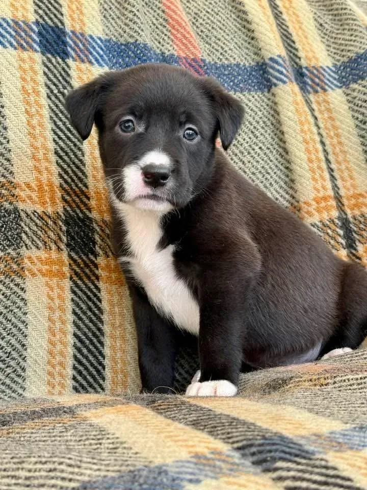 Bunny  Spring Litter