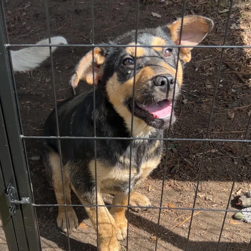A baby small-sized male Black Shepherd dog named Woody for adoption in Aberdeen, NC