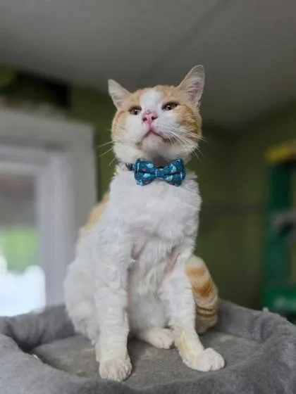 An adult medium-sized male Domestic Short Hair cat named Woodstock for adoption in Berwick, PA