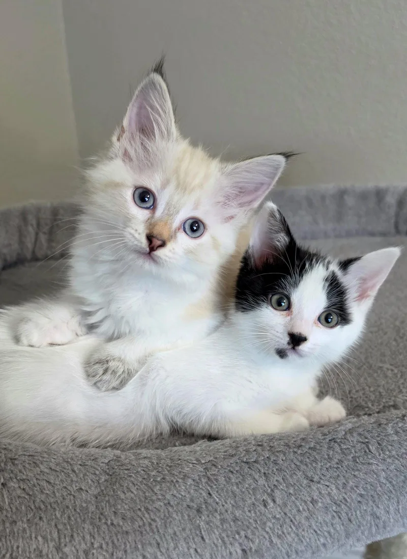 A baby medium-sized female Tuxedo cat named Maisie for adoption in Campbell, CA