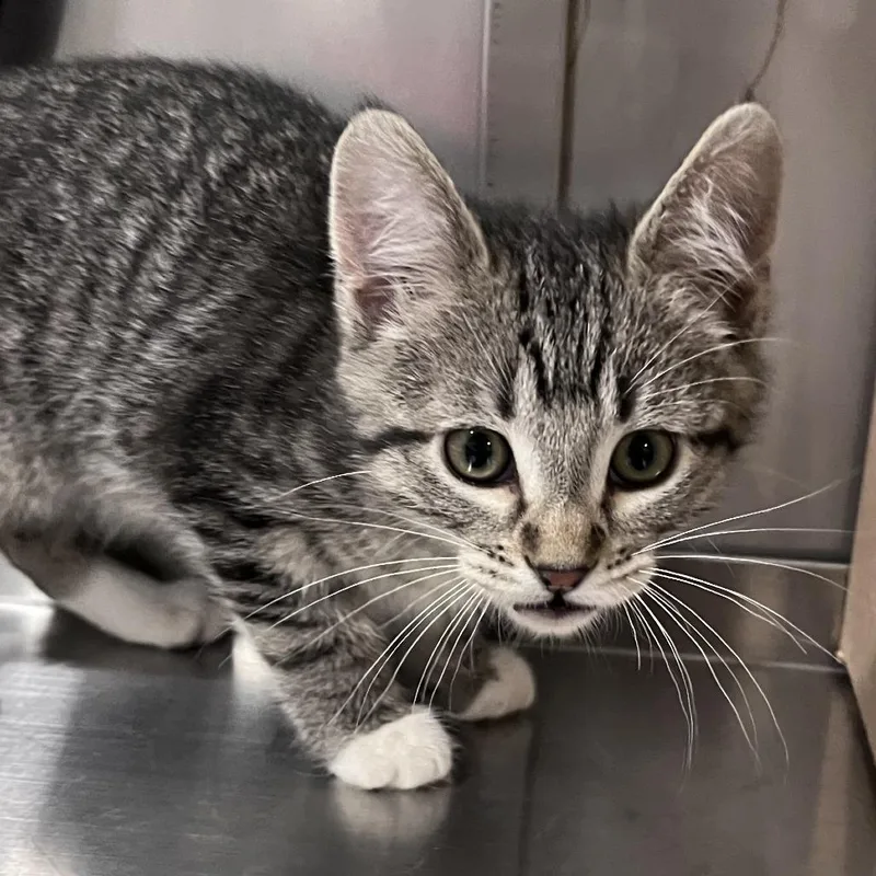 A baby small-sized female Brown / Chocolate Domestic Short Hair cat named Volvo for adoption in Washburn, MO