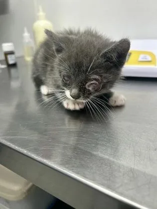 A baby small-sized male Domestic Short Hair cat named Garth for adoption in West Chester, PA