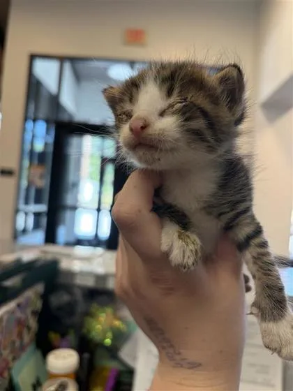 A baby small-sized male Domestic Short Hair cat named Holler for adoption in West Chester, PA
