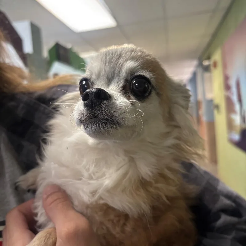 A senior small-sized male Yellow / Tan / Blond / Fawn Chihuahua dog named Scarr for adoption in Las Vegas, NV