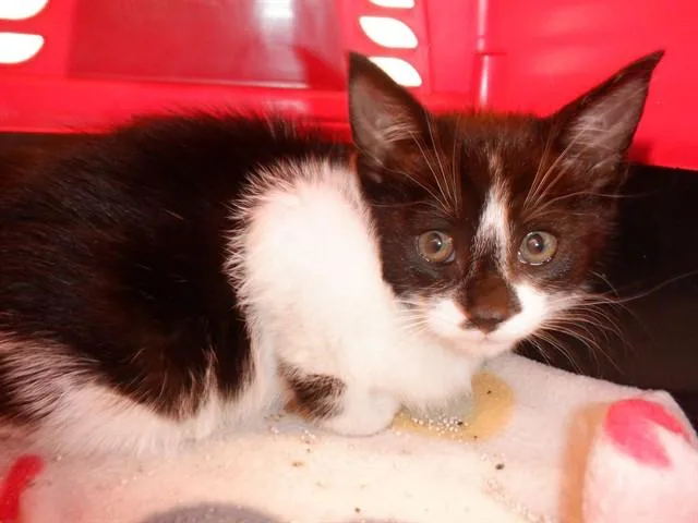 A baby small-sized male Domestic Short Hair cat named A for adoption in San Jose, CA