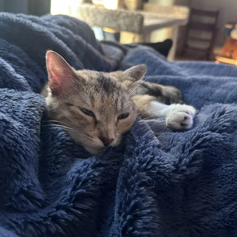 A young medium-sized female Tabby (Buff / Tan / Fawn) Domestic Short Hair cat named Trinity for adoption in Omaha, NE