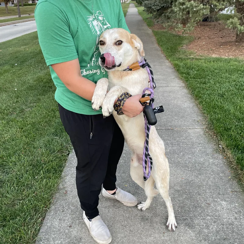An adult medium-sized male Cattle Dog dog named Asher for adoption in Mokena, IL