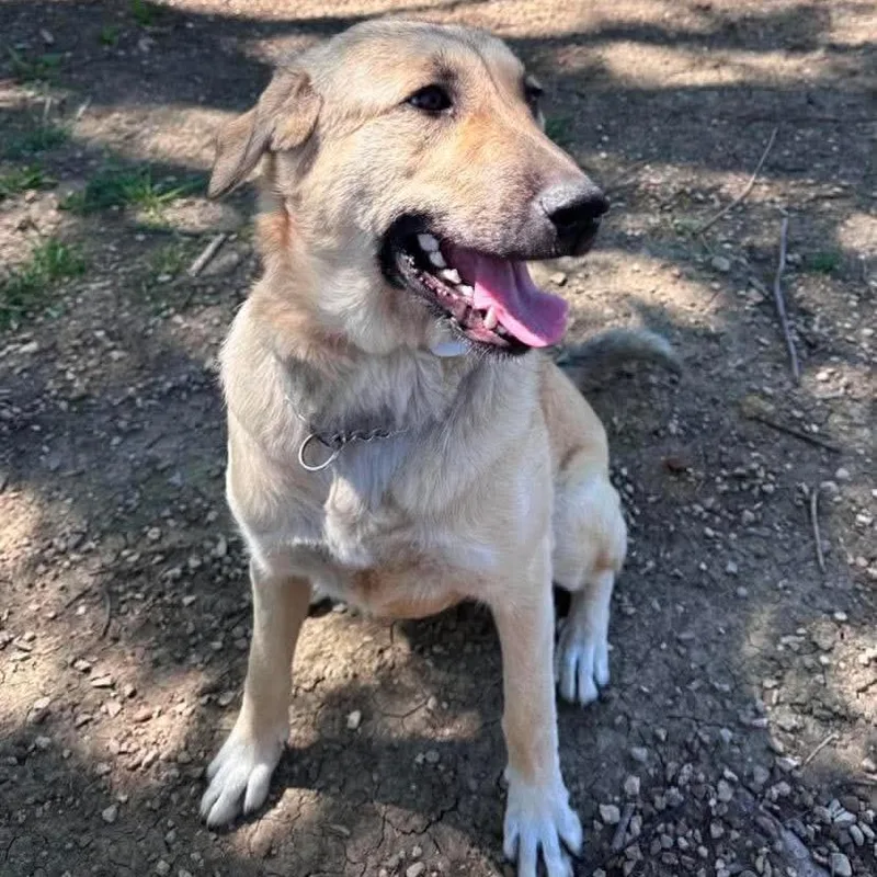 A young extra large-sized female Yellow / Tan / Blond / Fawn Great Pyrenees dog named Basalite for adoption in Wichita, KS