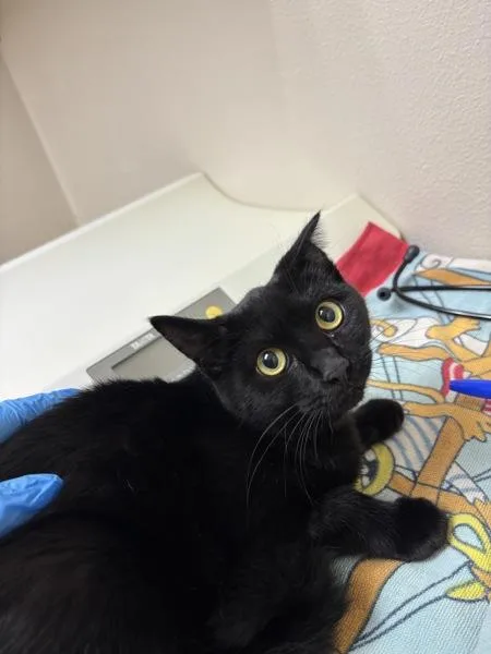 A baby small-sized female Domestic Short Hair cat named Joanna for adoption in Sherwood, OR