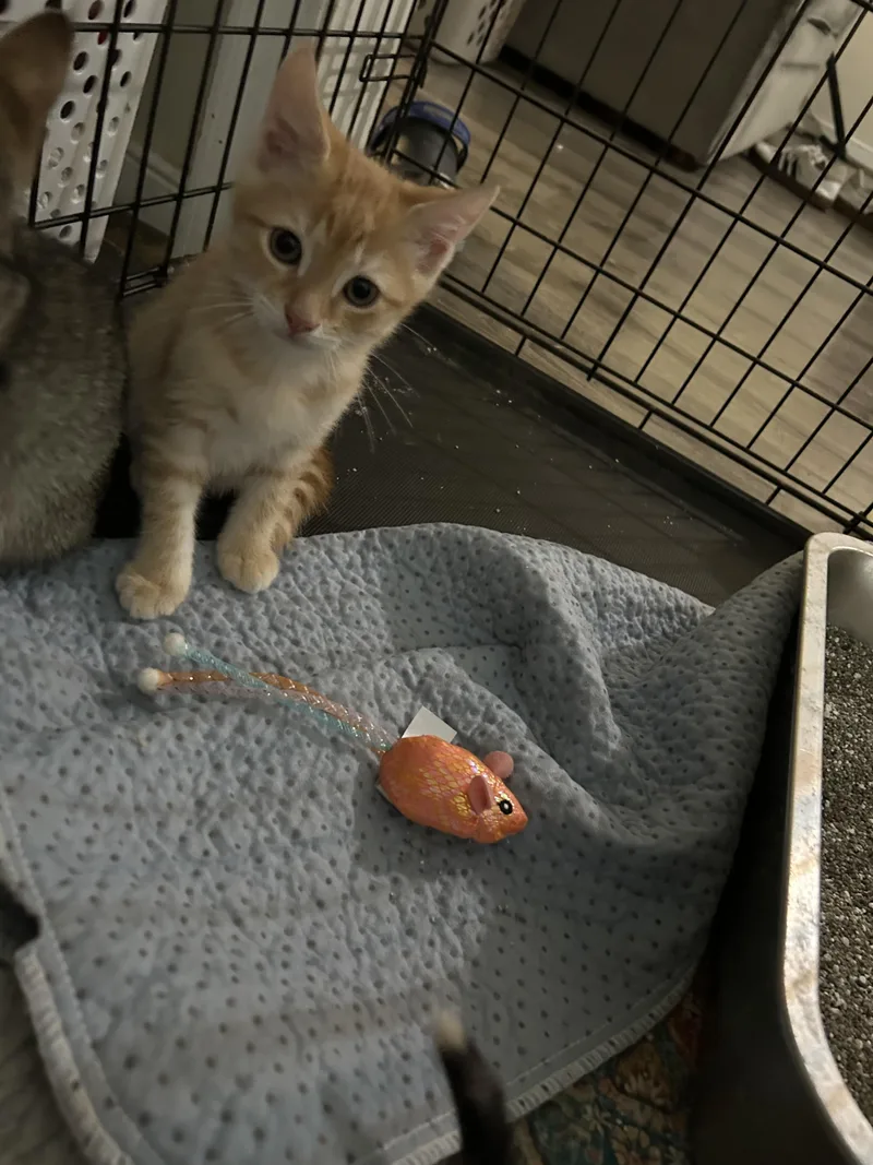 A baby medium-sized male Orange / Red Domestic Short Hair cat named Charles Xavier for adoption in Richmond, VA