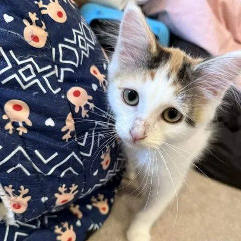Valentina