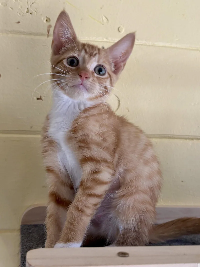 Simba thumbnail 2