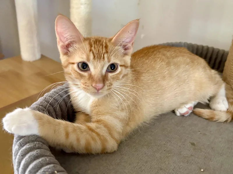 Simba thumbnail 3