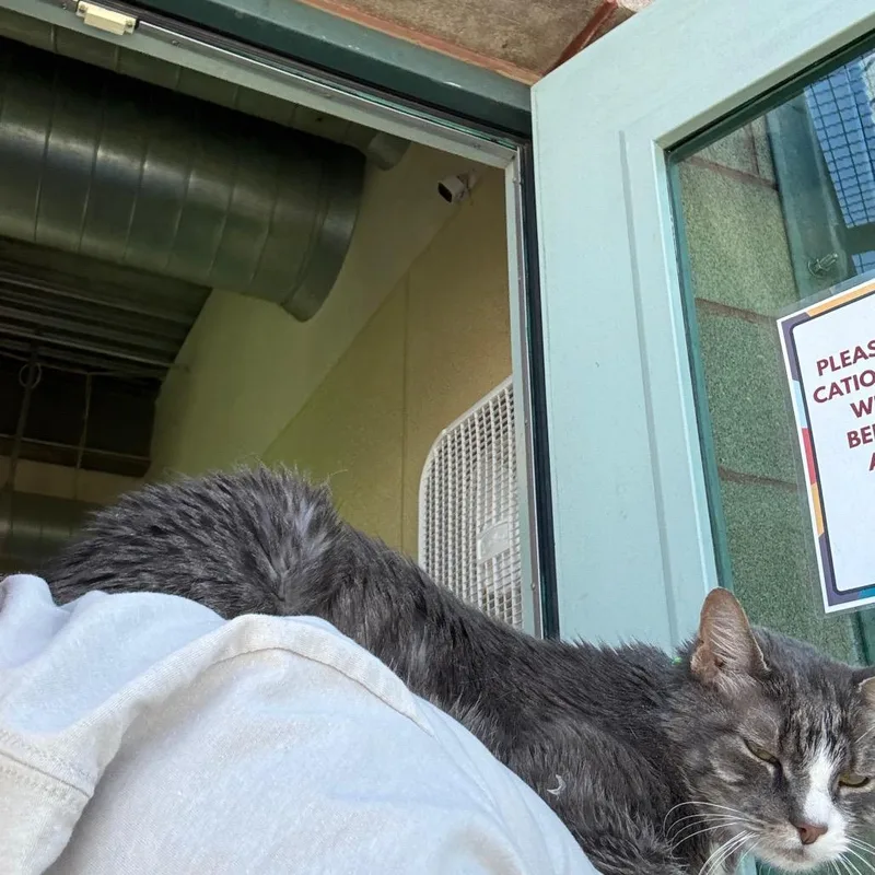 A senior medium-sized male Gray / Blue / Silver Domestic Short Hair cat named Grape for adoption in Lakewood, CO