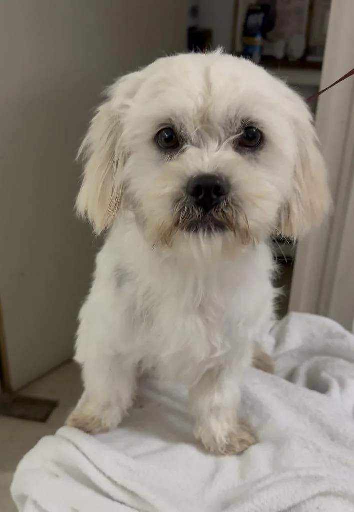 Cyclopse thumbnail 3