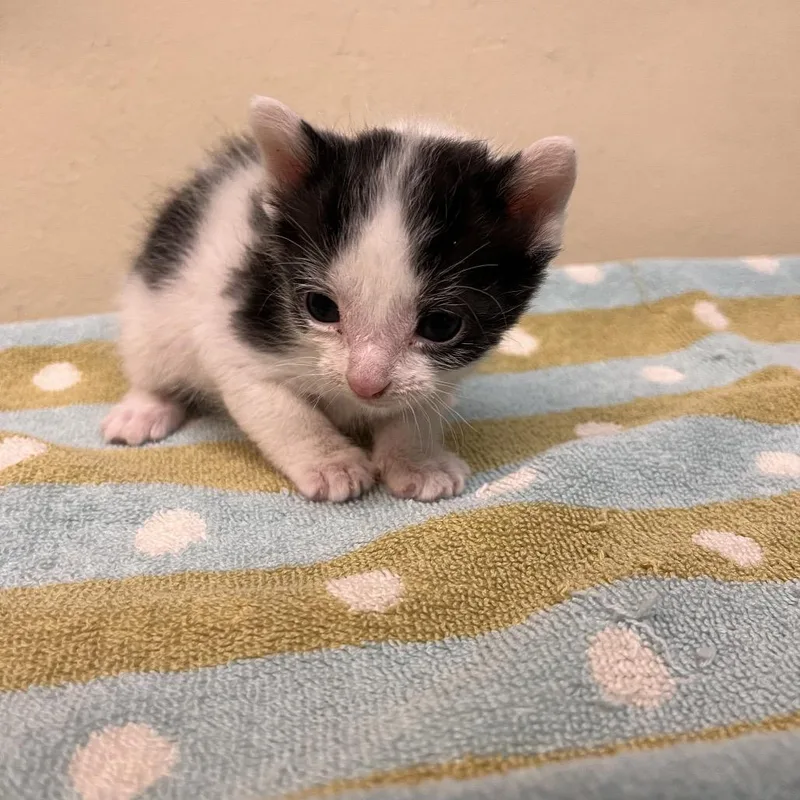 A baby small-sized male Brown / Chocolate Domestic Short Hair cat named Lil John for adoption in Pasadena, CA