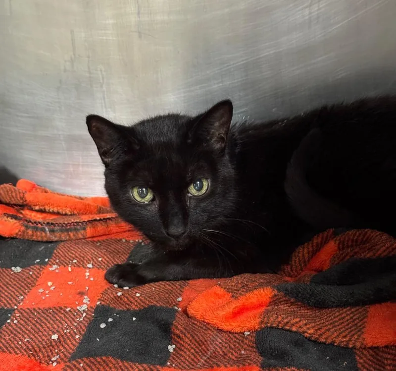 A senior medium-sized female Domestic Short Hair cat named Gypsy for adoption in Cincinnati, OH
