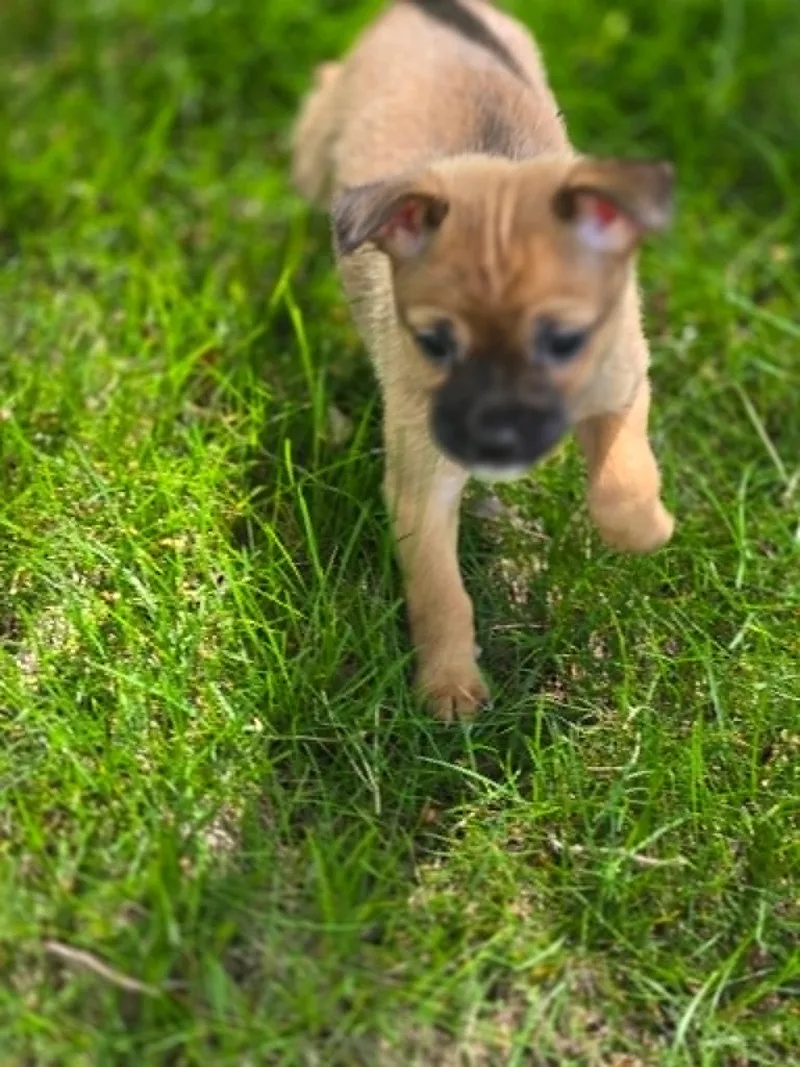 A baby small-sized female Brown / Chocolate Chihuahua dog named Posie for adoption in Plainfield, IL