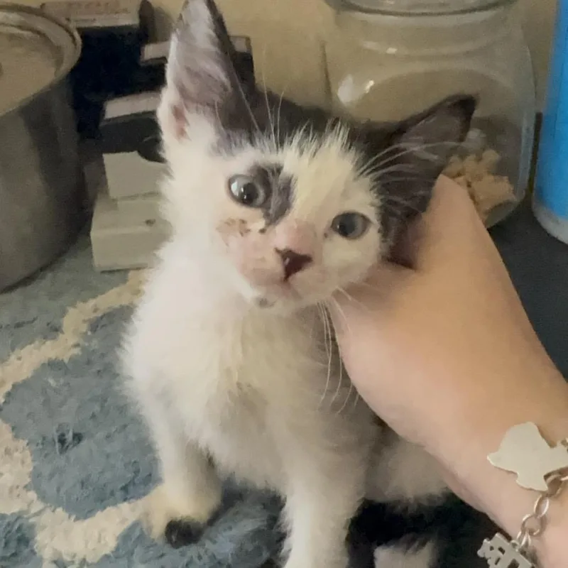 A baby small-sized male Black Domestic Medium Hair cat named Oogie for adoption in Lufkin, TX