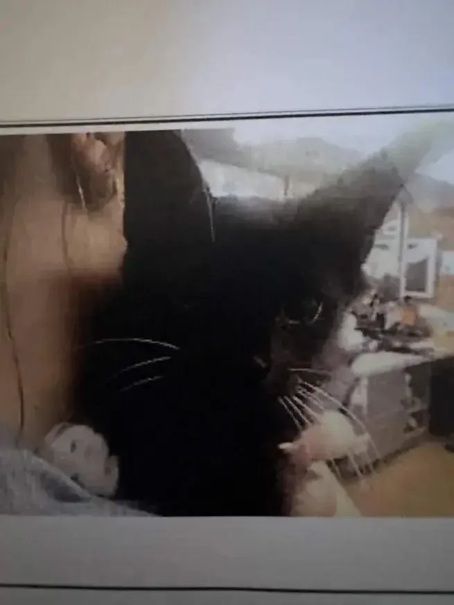 A baby small-sized male Black & White / Tuxedo Domestic Medium Hair cat named Clark for adoption in Grand Rapids, MI
