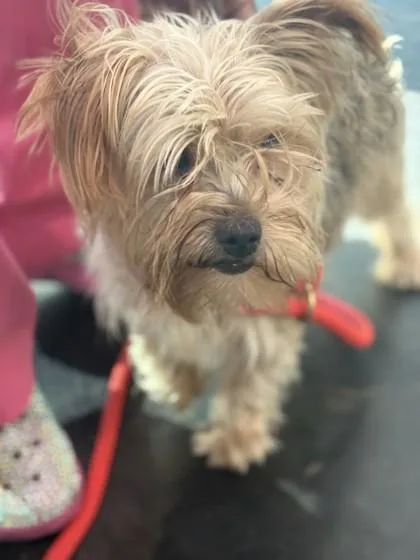 An adult small-sized male Mixed Breed dog named Kimit for adoption in Memphis, TN