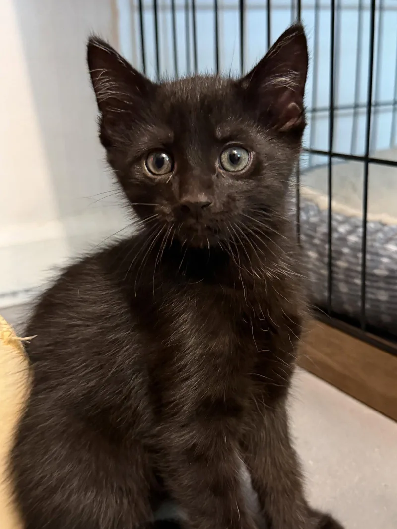 A young medium-sized male Black Domestic Short Hair cat named Drake for adoption in Rockville, MD