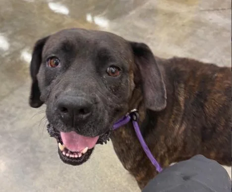 An adult large-sized female Brindle Bull Terrier dog named Sandy for adoption in Frazier Park, CA