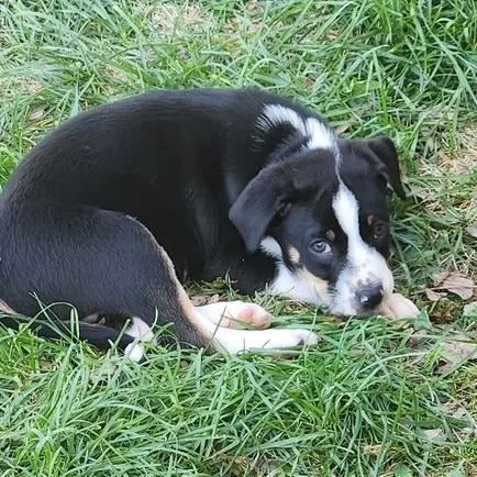 A baby medium-sized male Tricolor (Brown, Black, & White) Labrador Retriever dog named Johnny Be Good for adoption in Richmond, VA