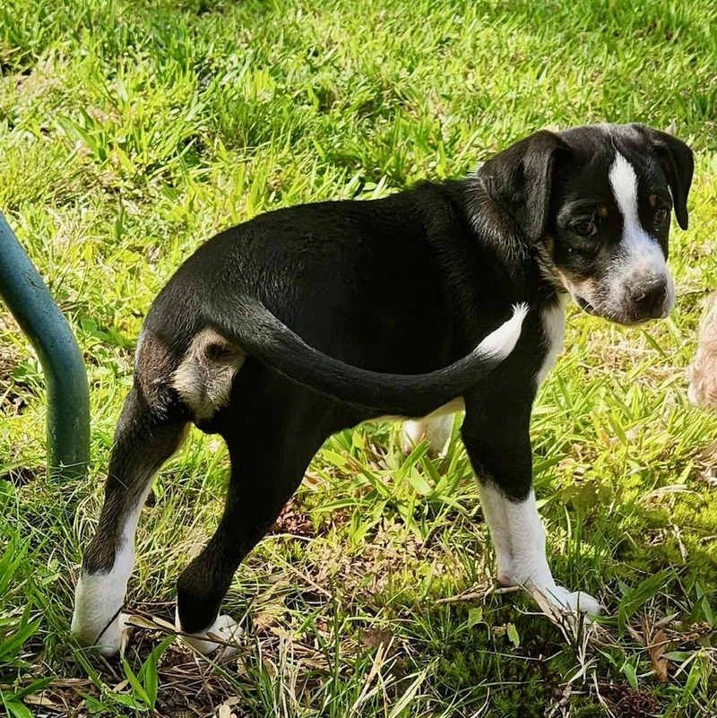 Johnny Be Good thumbnail 2