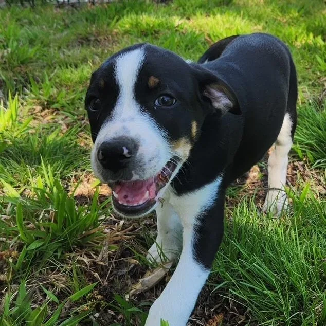 Johnny Be Good thumbnail 3